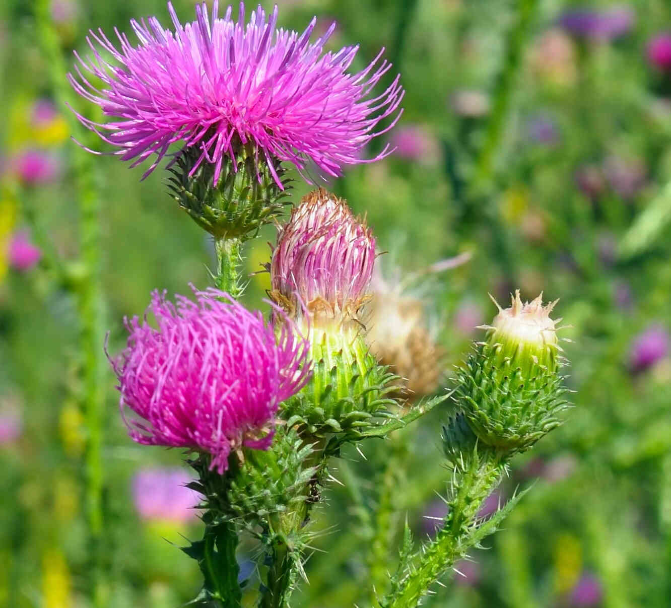 Ostropestřec mariánský