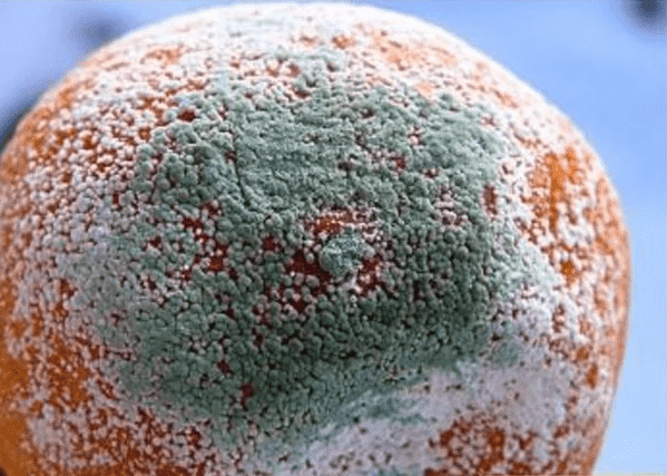 Plíseň penicilin na ovoci